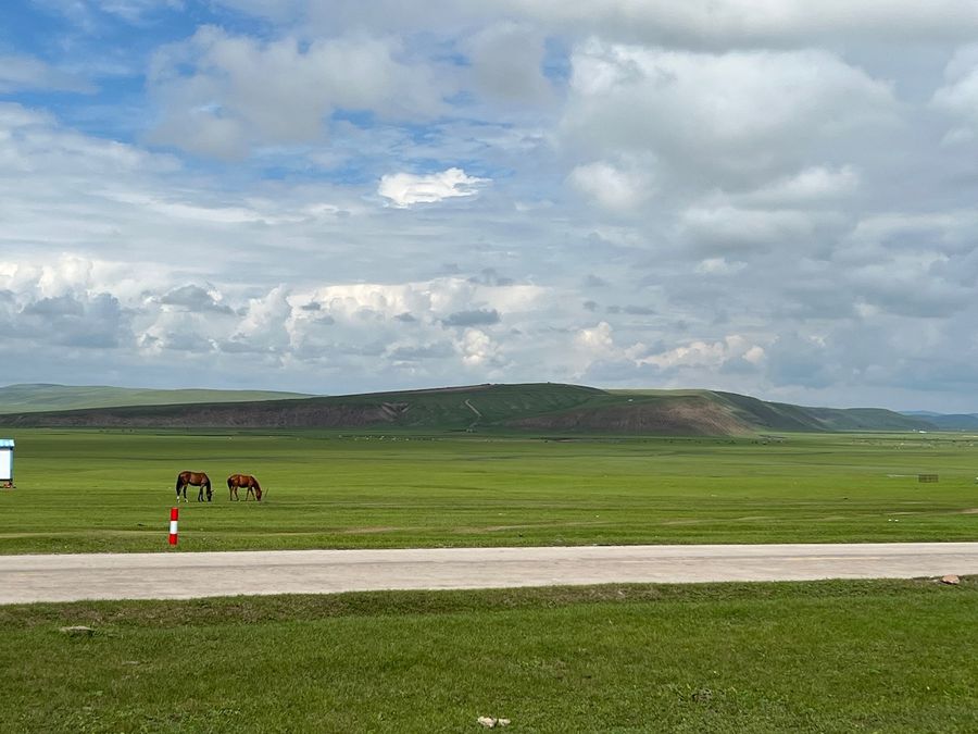 grassland